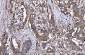 Anti-HGS Antibody Picoband™ (monoclonal, 4B7E2)